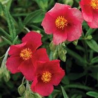 Helianthemum nummularium Hartswood Ruby