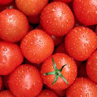 42 Days Tomato