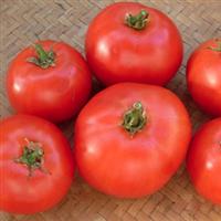 Fireworks Heirloom Tomato