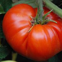 Ispolin Heirloom Tomato