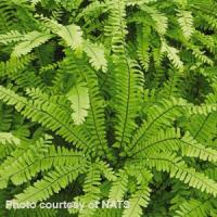 Fern Adiantum Maidenhair