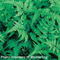 Fern Athyrium nipponicum Pewter Lace
