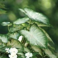 Aaron Caladium
