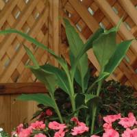 Luna Moth Hedychium