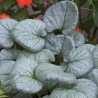 Brunnera macrophylla Looking Glass