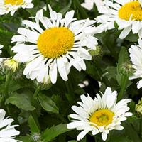 Leucanthemum LaCrosse