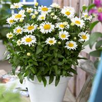 Leucanthemum LaCrosse