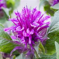 Monarda Purple Lace