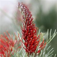 Grevillea Kings Fire