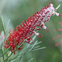 Grevillea Kings Celebration