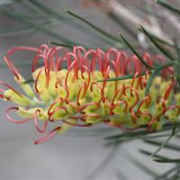 Grevillea Kings Rainbow