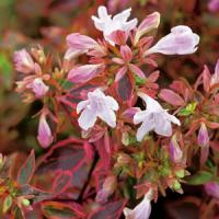 Abelia Sunshine Daydream