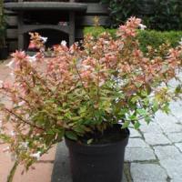 Abelia Sunshine Daydream