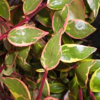 Abelia Sunshine Daydream
