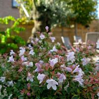 Abelia Sunshine Daydream