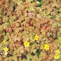 Oxalis Sunset Velvet