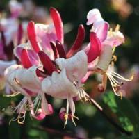 Lonicera Peaches And Cream