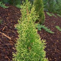 Thuja Fairy Lights