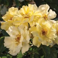 Groundcover Rose Drift<sup>®</sup> Lemon