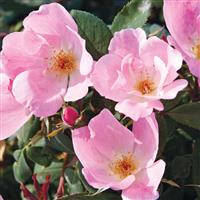 Shrub Rose the Knock Out<sup>®</sup> Blushing