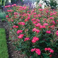 Shrub Rose the Knock Out<sup>®</sup> 