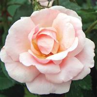 Shrub Rose the Knock Out<sup>®</sup> Peachy