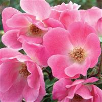 Shrub Rose the Knock Out<sup>®</sup> Pink
