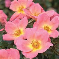 Shrub Rose the Knock Out<sup>®</sup> Rainbow