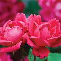 Shrub Rose the Double Knock Out<sup>®</sup> 