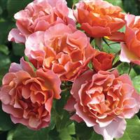 Shrub Rose Tequila<sup>®</sup> Supreme