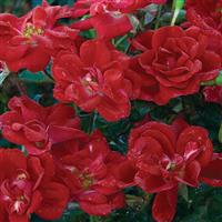 Shrub Rose Meidiland<sup>®</sup> Crimson