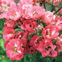 Shrub Rose Meidiland<sup>®</sup> Fairy