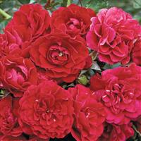 Shrub Rose Meidiland<sup>®</sup> Fire