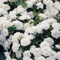 Shrub Rose Meidiland<sup>®</sup> White