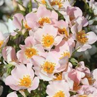 Shrub Rose Look-A-Likes<sup>®</sup> Apple Dapple