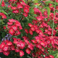 Shrub Rose Look-A-Likes<sup>®</sup> Hydrangealicious