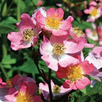 Shrub Rose Look-A-Likes<sup>®</sup> Phloxy Baby