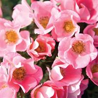 Shrub Rose Carefree Delight