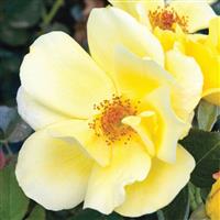 Shrub Rose Carefree Sunshine