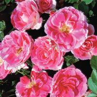 Shrub Rose Carefree Wonder