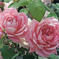 Shrub Rose Bubble Double™
