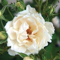 Shrub Rose Icecap™
