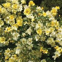 Shrub Rose Limoncello™