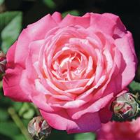 Shrub Rose Peppermint Pop™