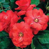 Shrub Rose Sevillana