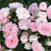 Shrub Rose The Fairy