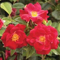 Shrub Rose Thrive!<sup>®</sup>