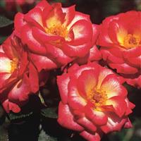 Mini Rose Debut