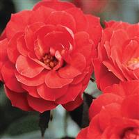 Mini Rose Sunblaze<sup>®</sup> Autumn