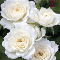 Mini Rose Sunblaze<sup>®</sup> Bridal